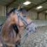 Horse-mad