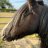 HaplessHorse