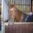 horse_lover