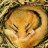 Dormouse