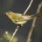 ChiffChaff